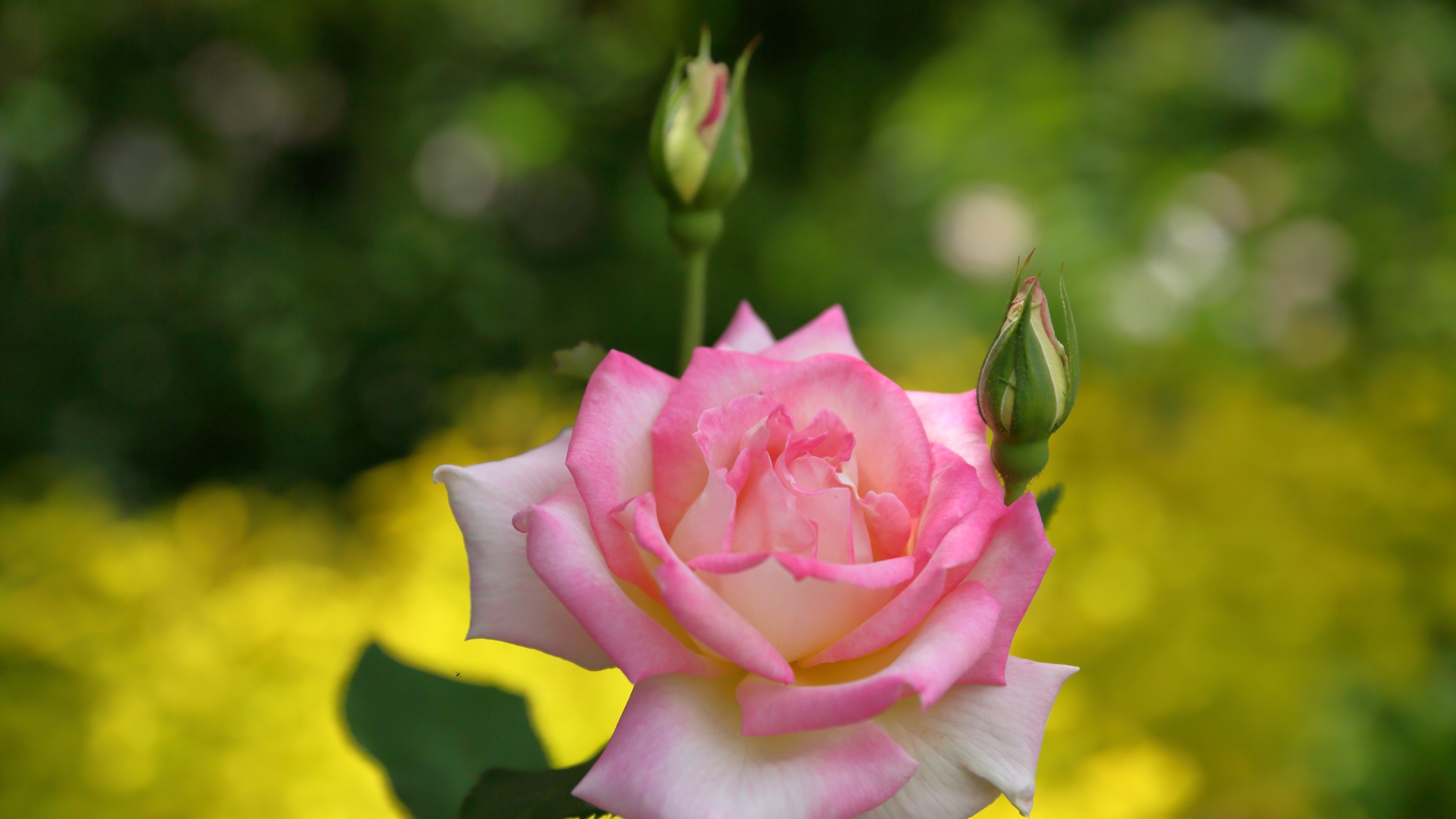 Розовая роза с двумя бутонами крупным планом