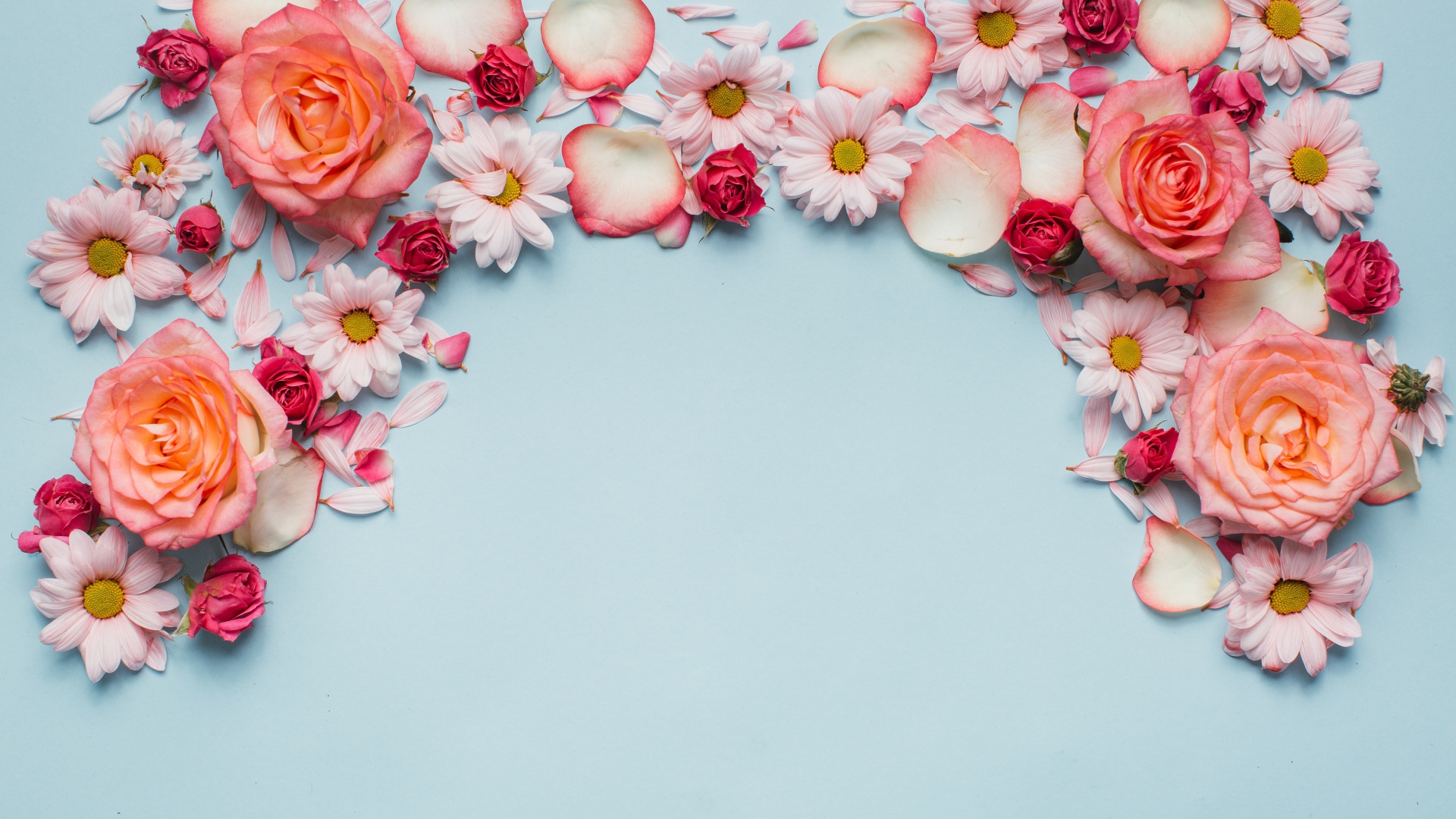 Розовые розы и хризантемы на голубом фоне 