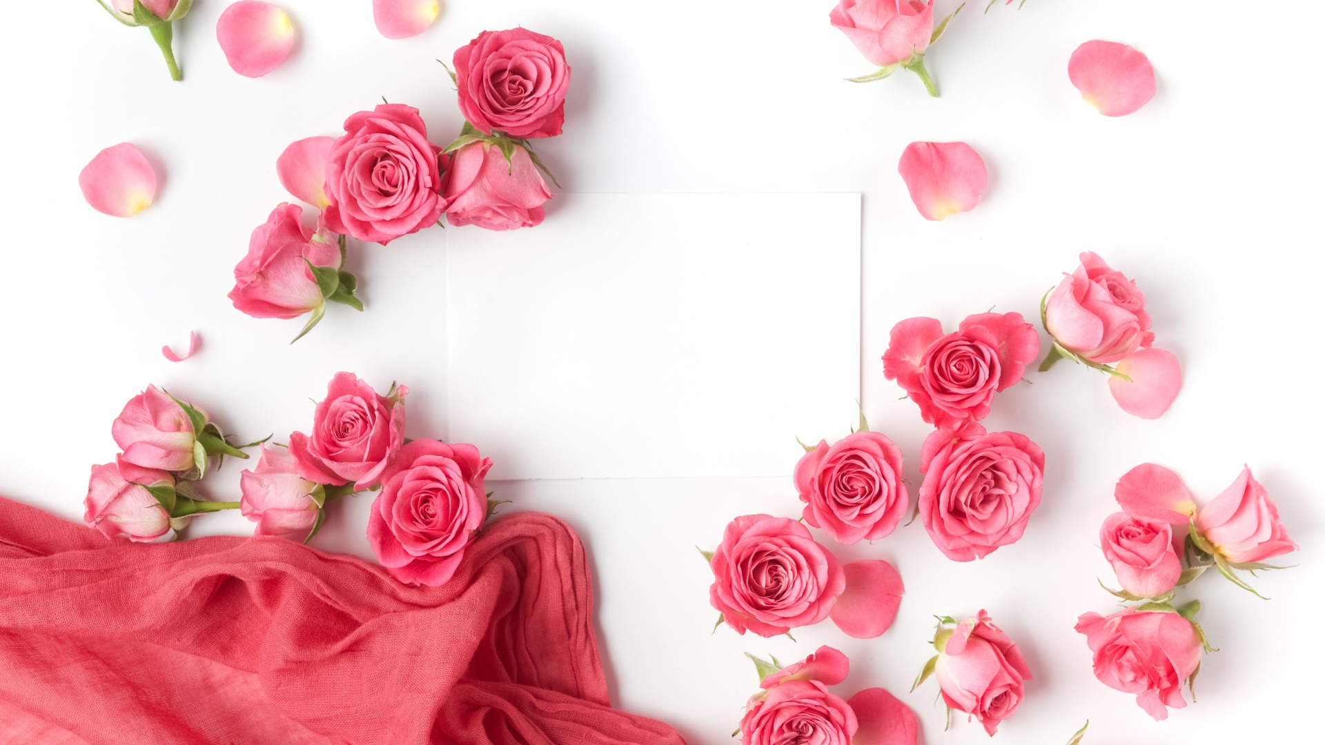 Розовые розы с белым листом бумаги на белом фоне