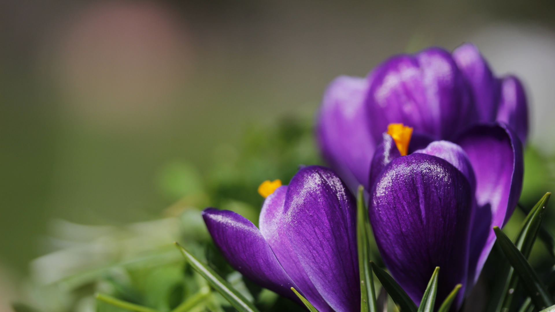 Фиолетовые цветы первоцветы крокусы