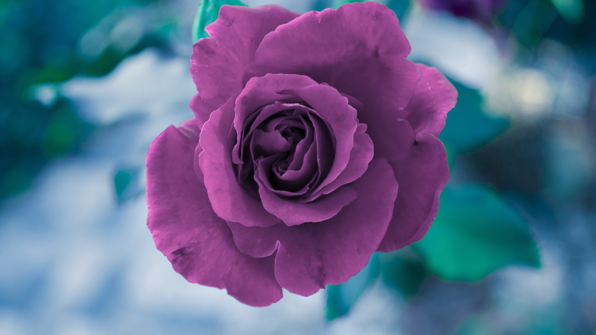 Фиолетовая роза вид сверху 