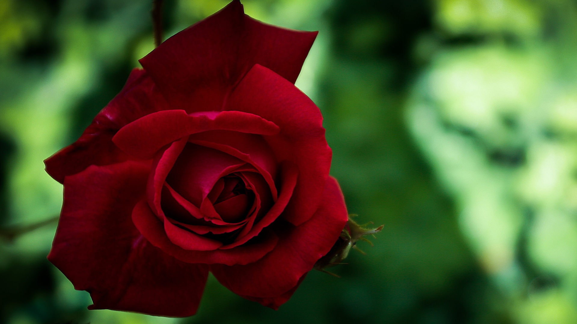 Красная красивая садовая роза крупным планом