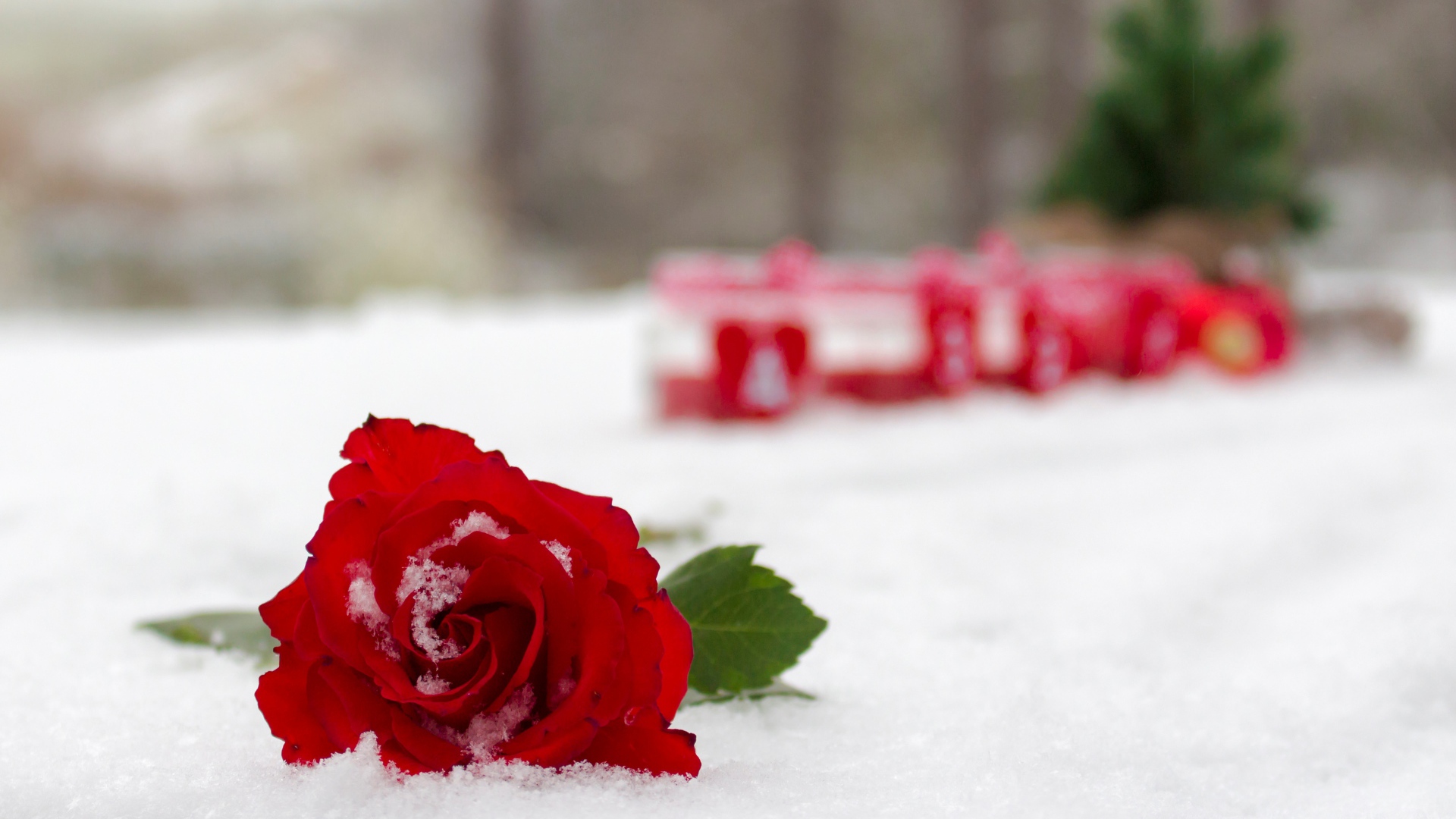 Красная красивая роза на снегу 