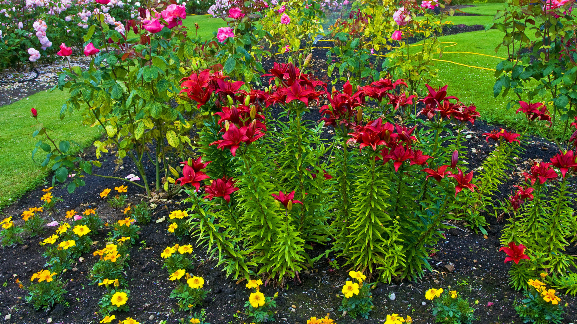 Красные лилии и розы на клумбе