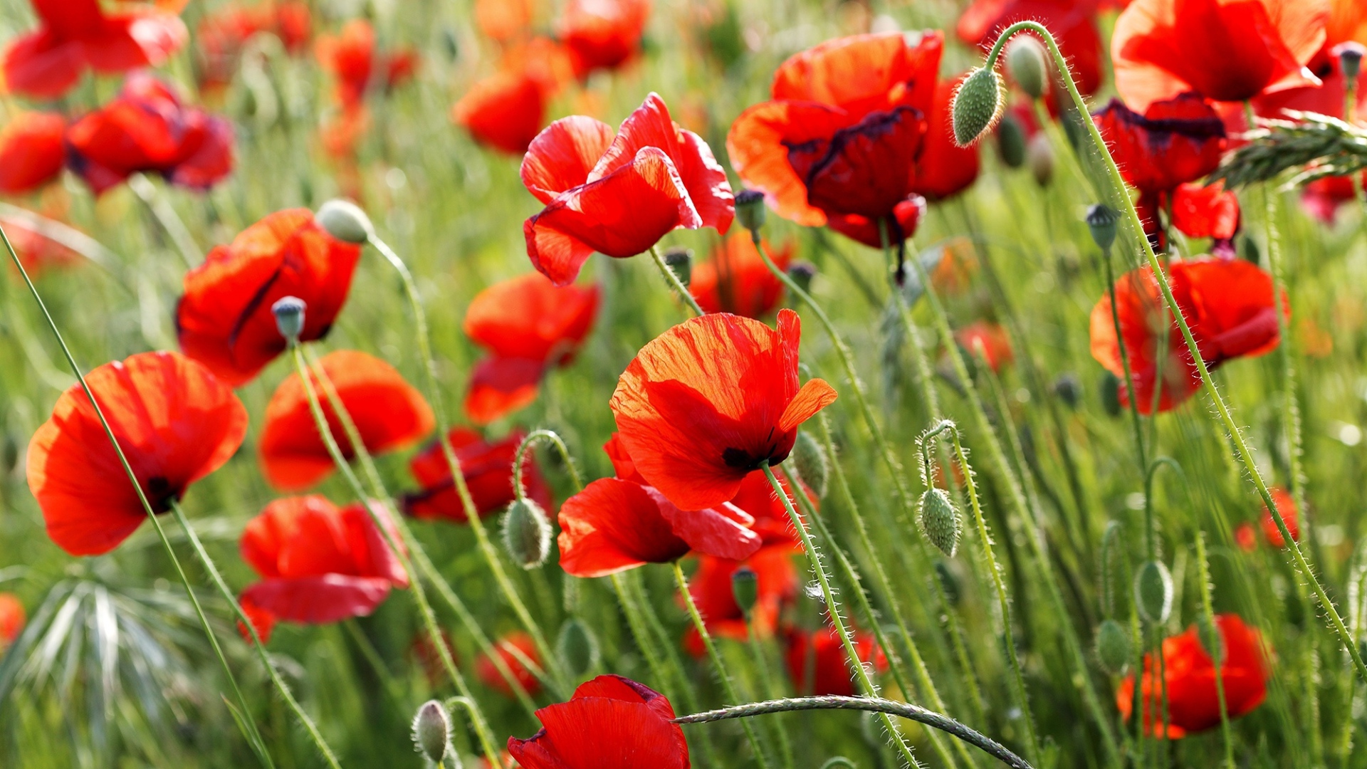 Красные полевые маки летом крупным планом