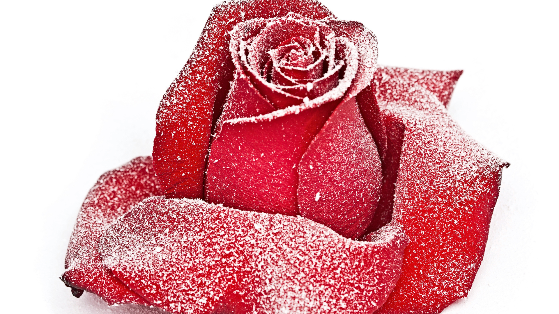 Сорванная красная роза в инее на снегу 