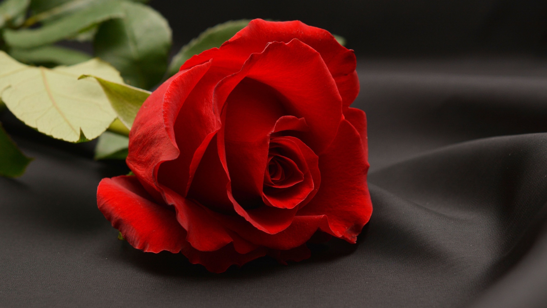 Красная роза на сером фоне