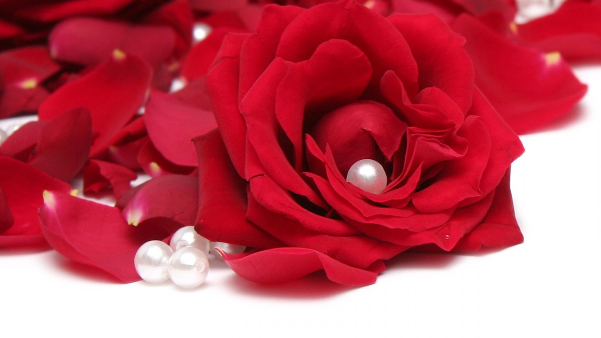 Красная роза на белом фоне с лепестками и жемчужинами