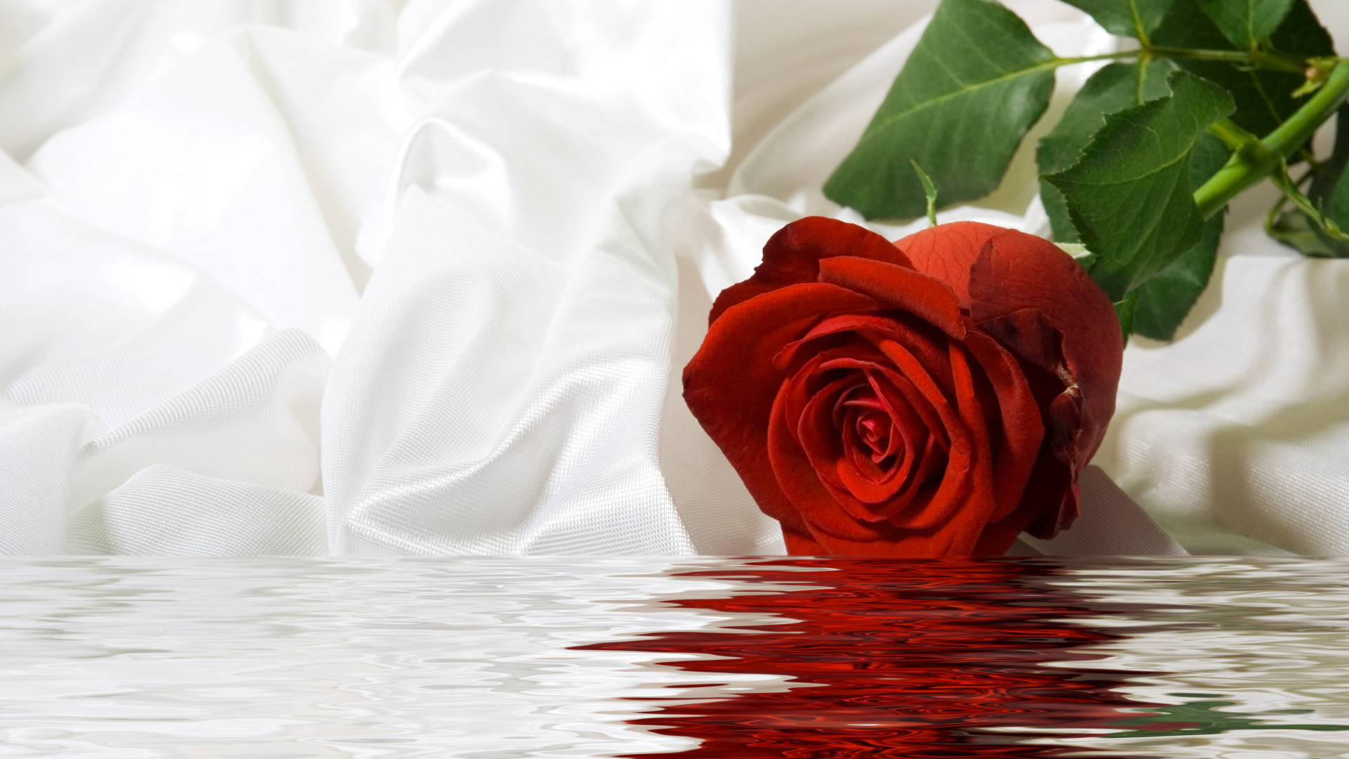 Красная роза с белой шелковой тканью в воде