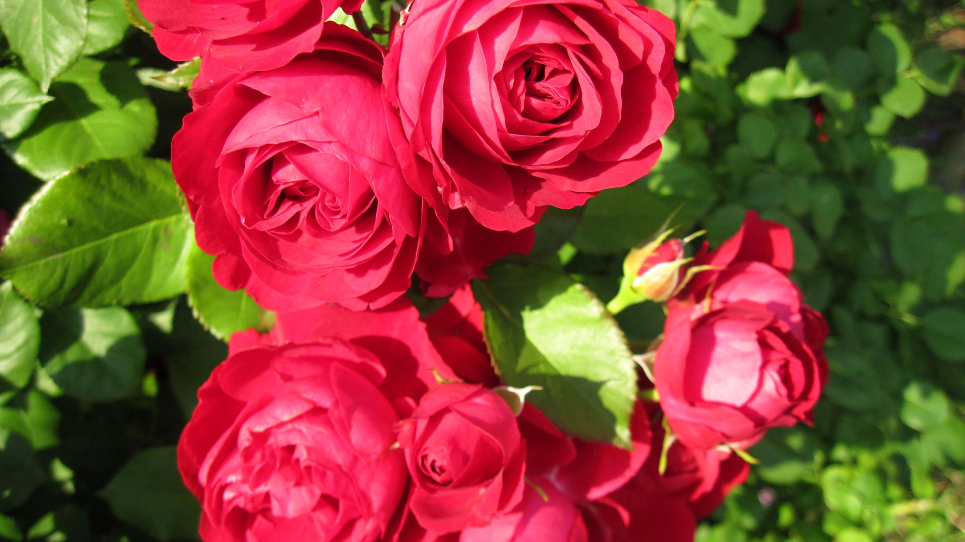 Красные розы крупным планом