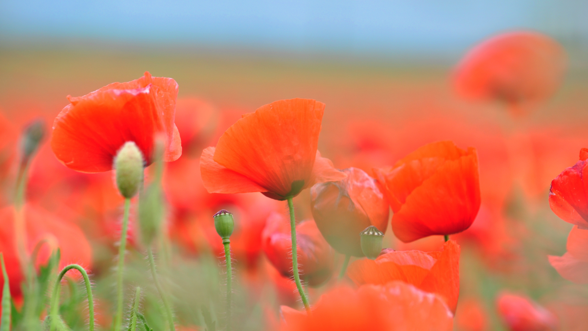 Красные летние полевые маки крупным планом 
