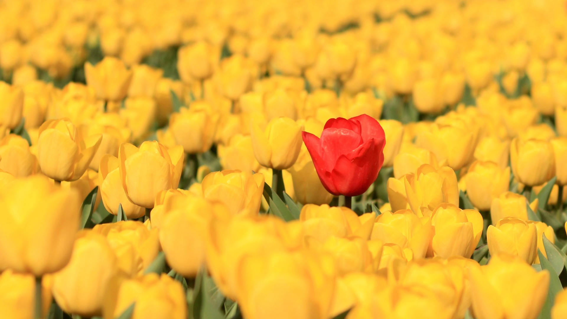 Красный тюльпан на поле с желтыми тюльпанами