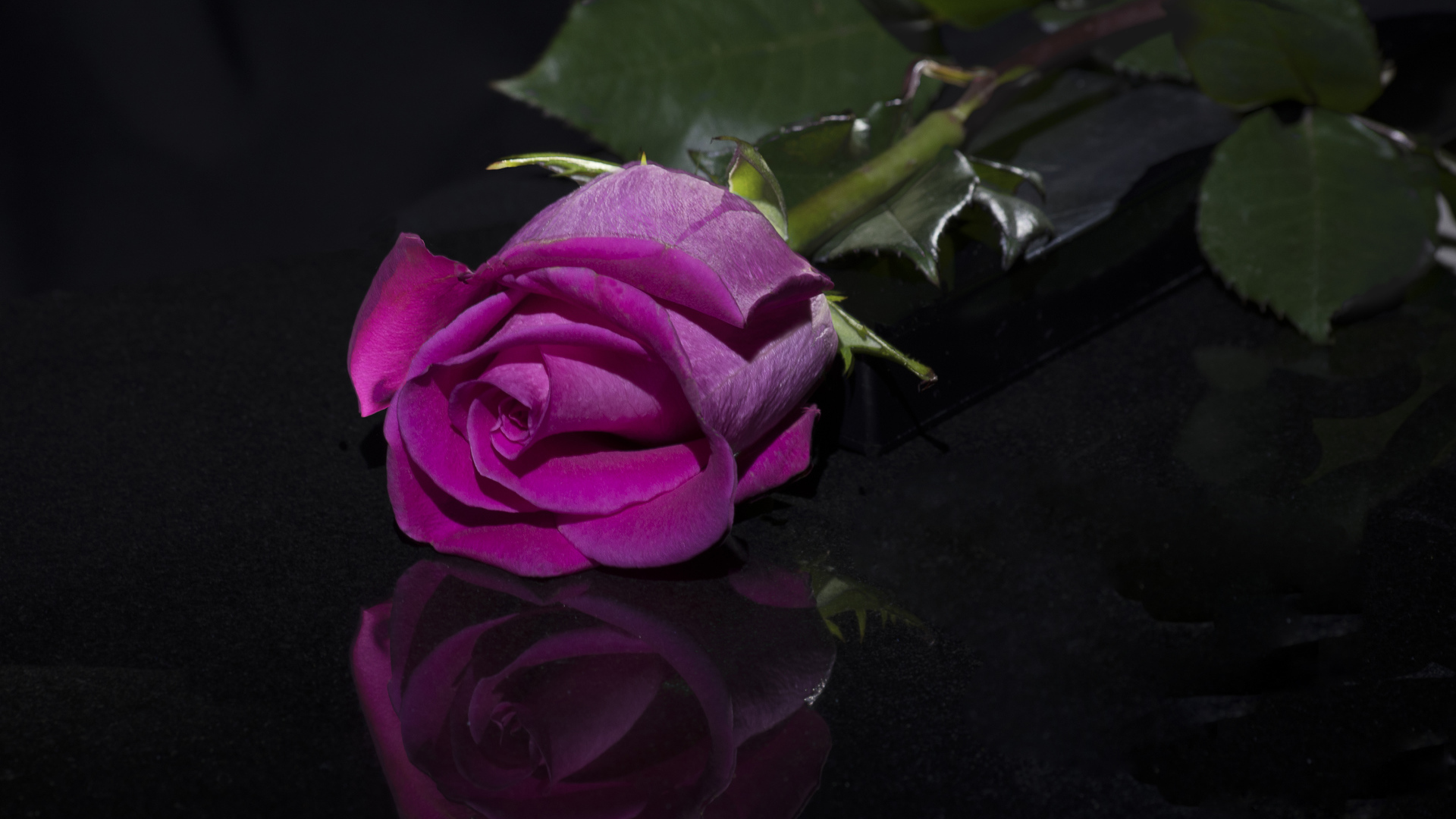 Розовая роза отражается в черной поверхности