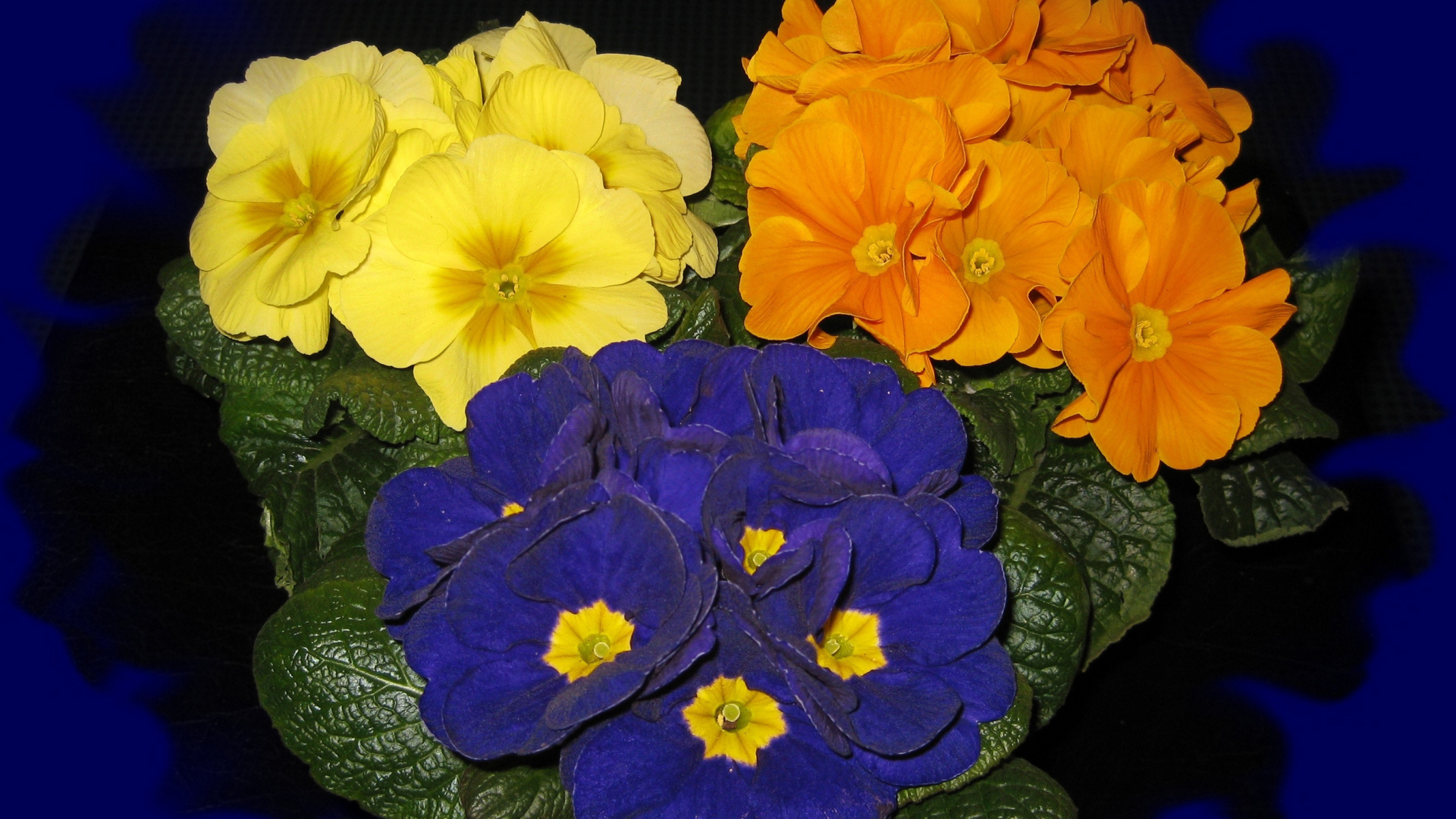 Три разноцветных комнатных цветка примула на синем фоне