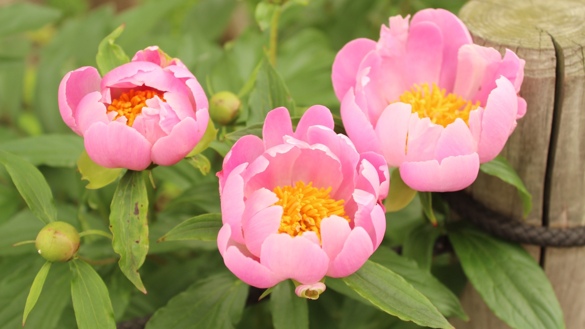 Три розовых цветка пиона