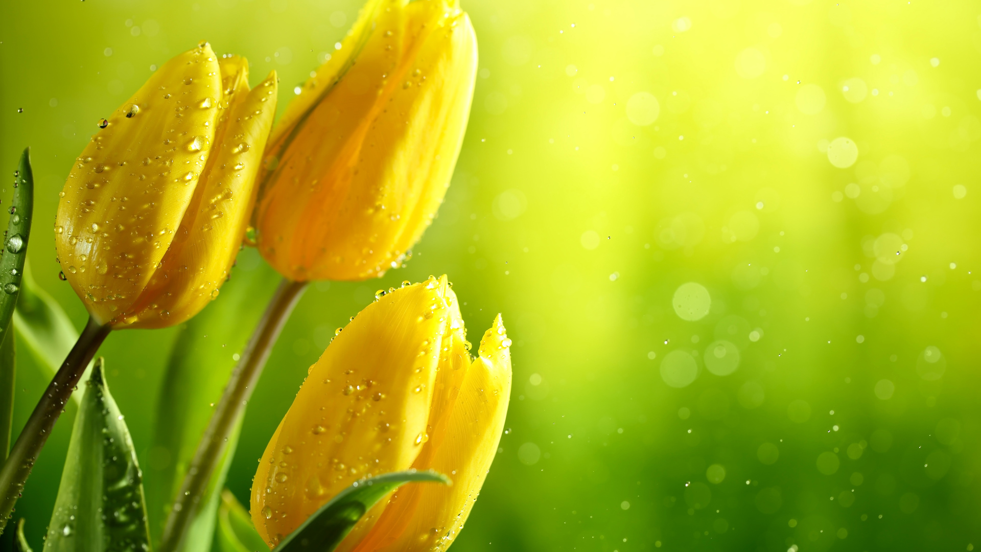 Три желтых тюльпана в каплях воды фон для открытки