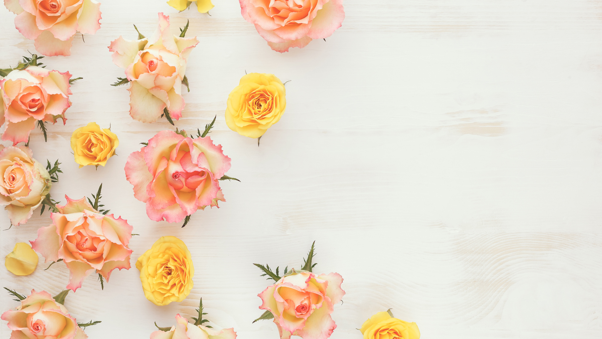 Сорванные цветы розовой и желтой розы на столе 