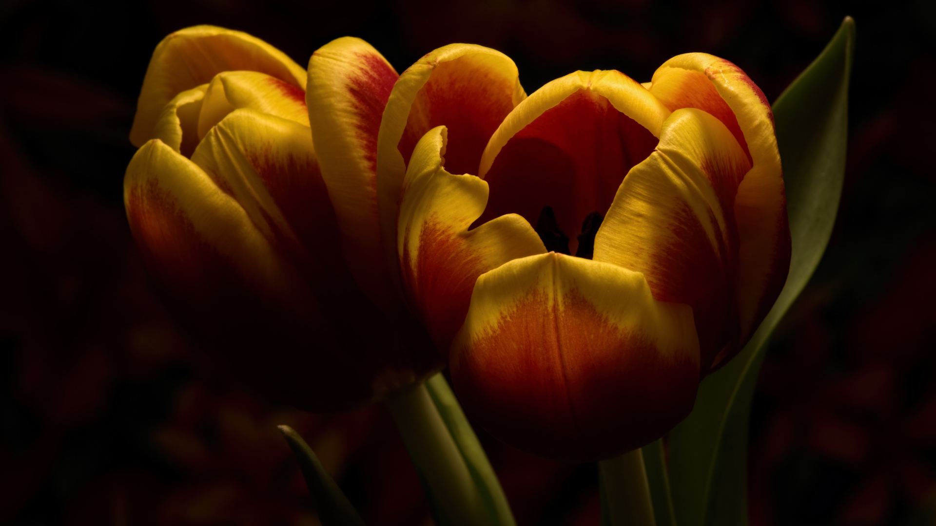 Два красивых тюльпана крупным планом