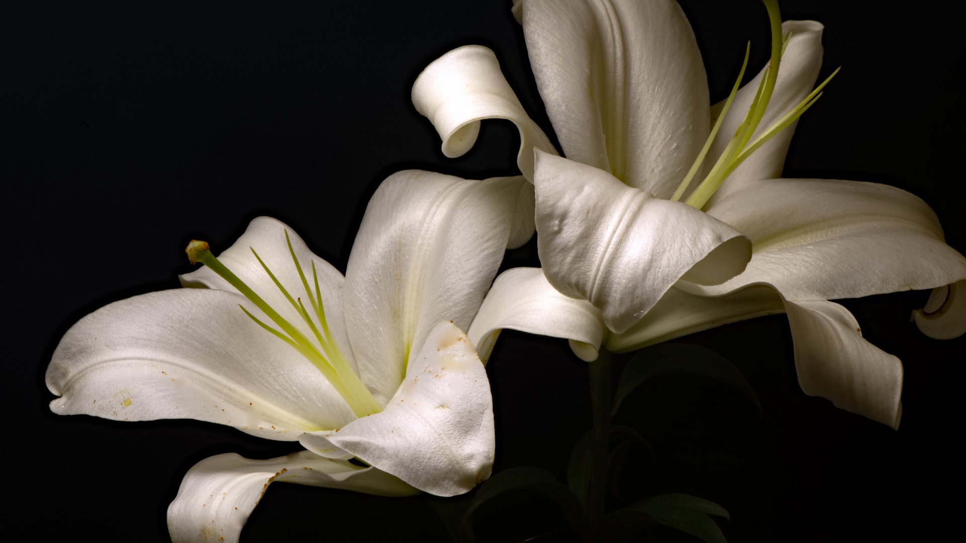 Две красивые белые лилии на черном фоне