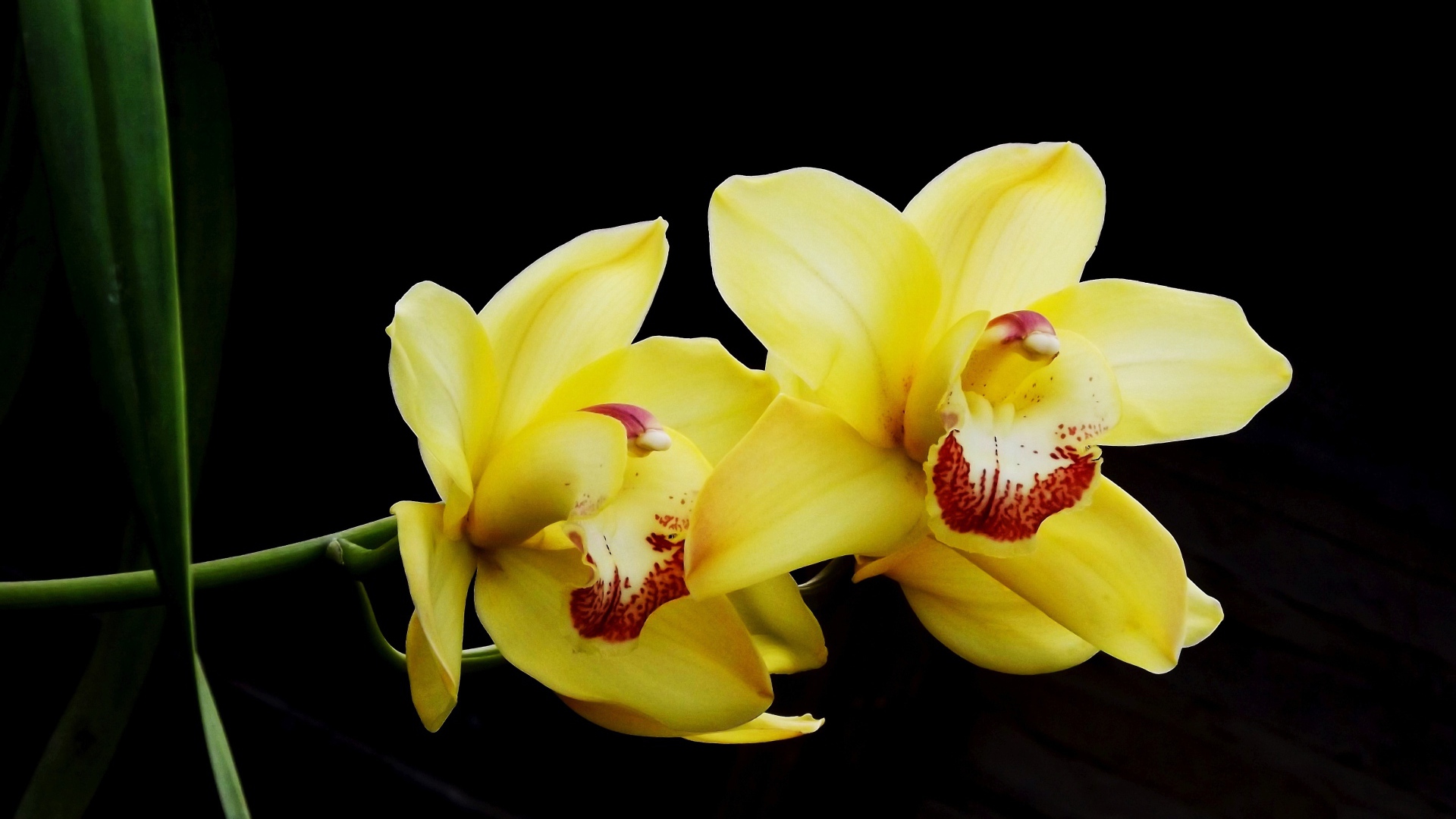 Два красивых желтых цветка орхидеи на черном фоне