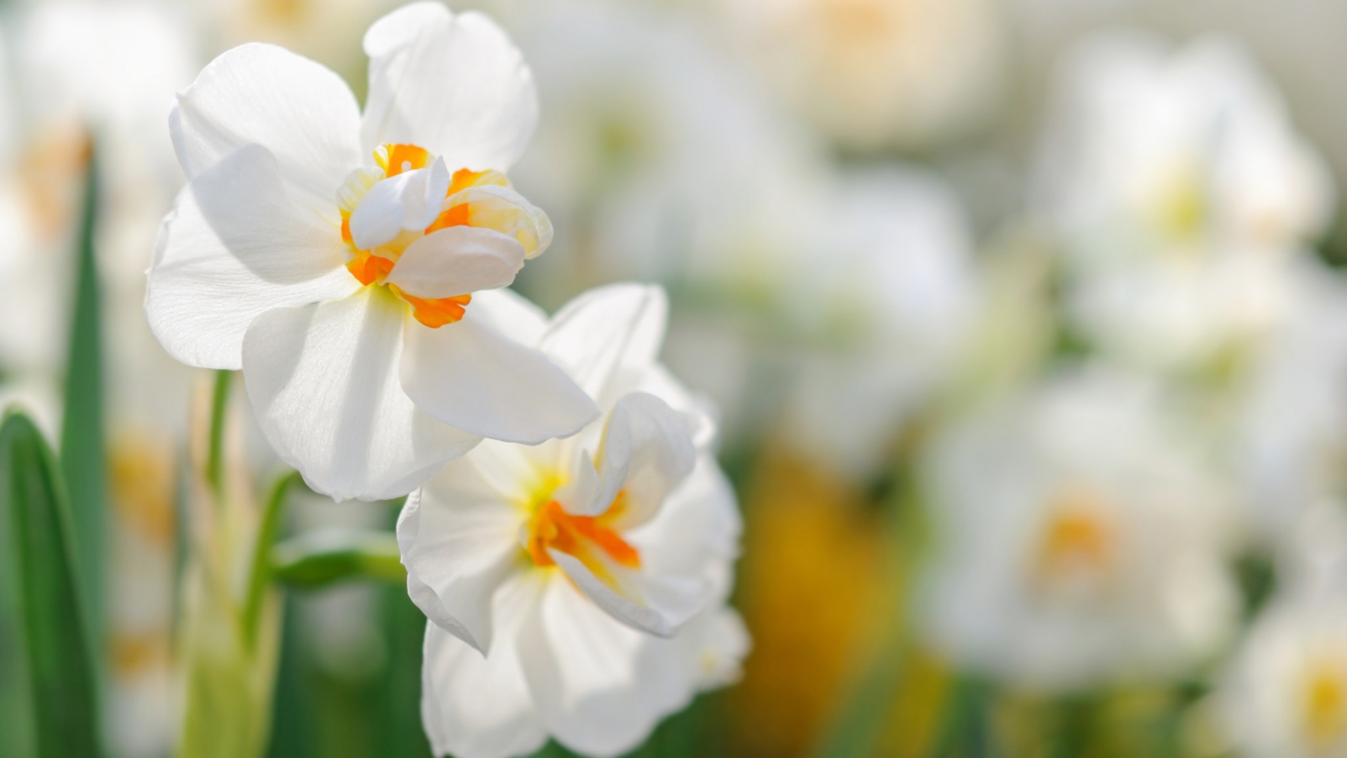 Два белых цветка нарцисса крупным планом