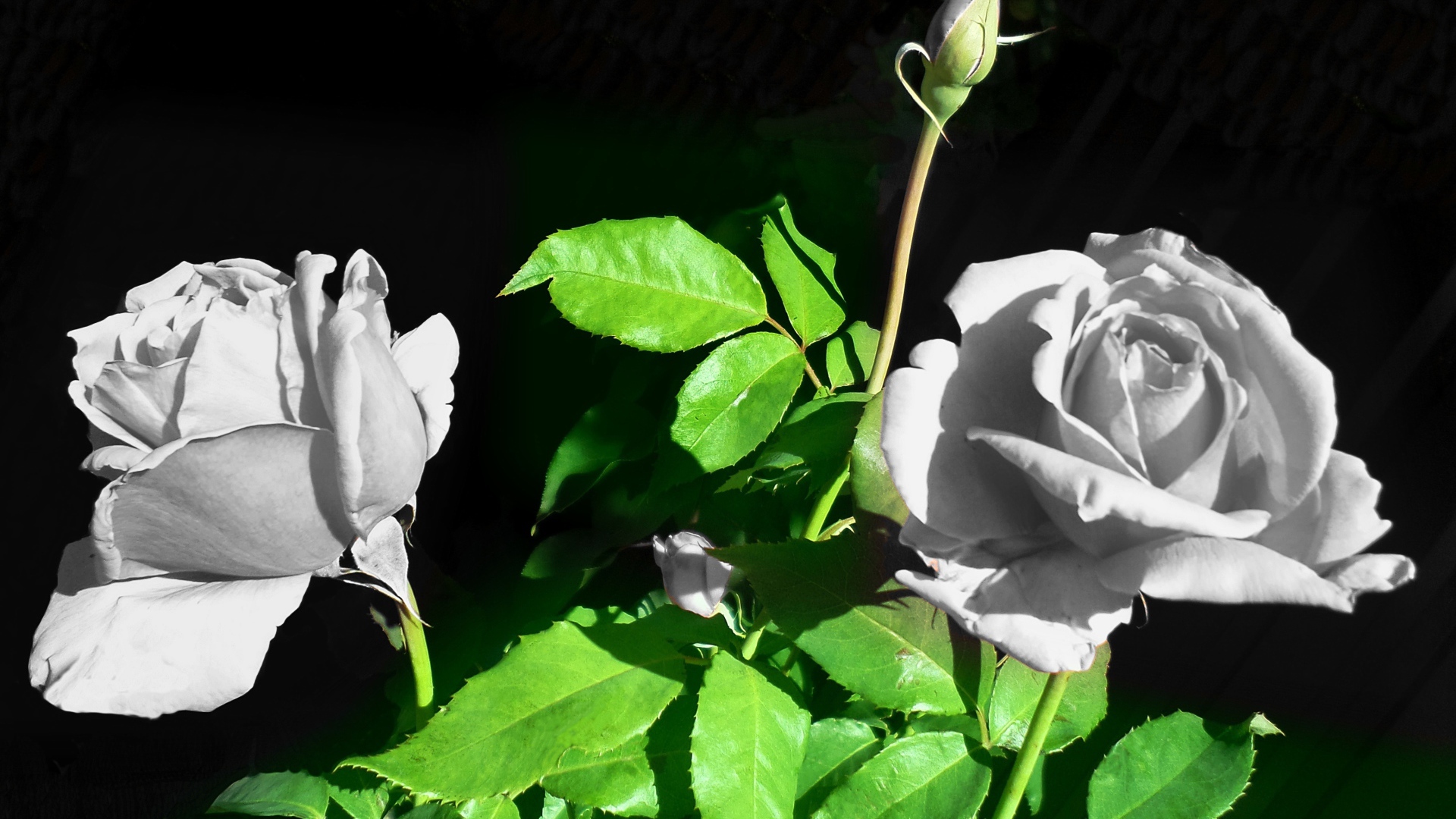 Две белые розы с бутонами в лучах солнца