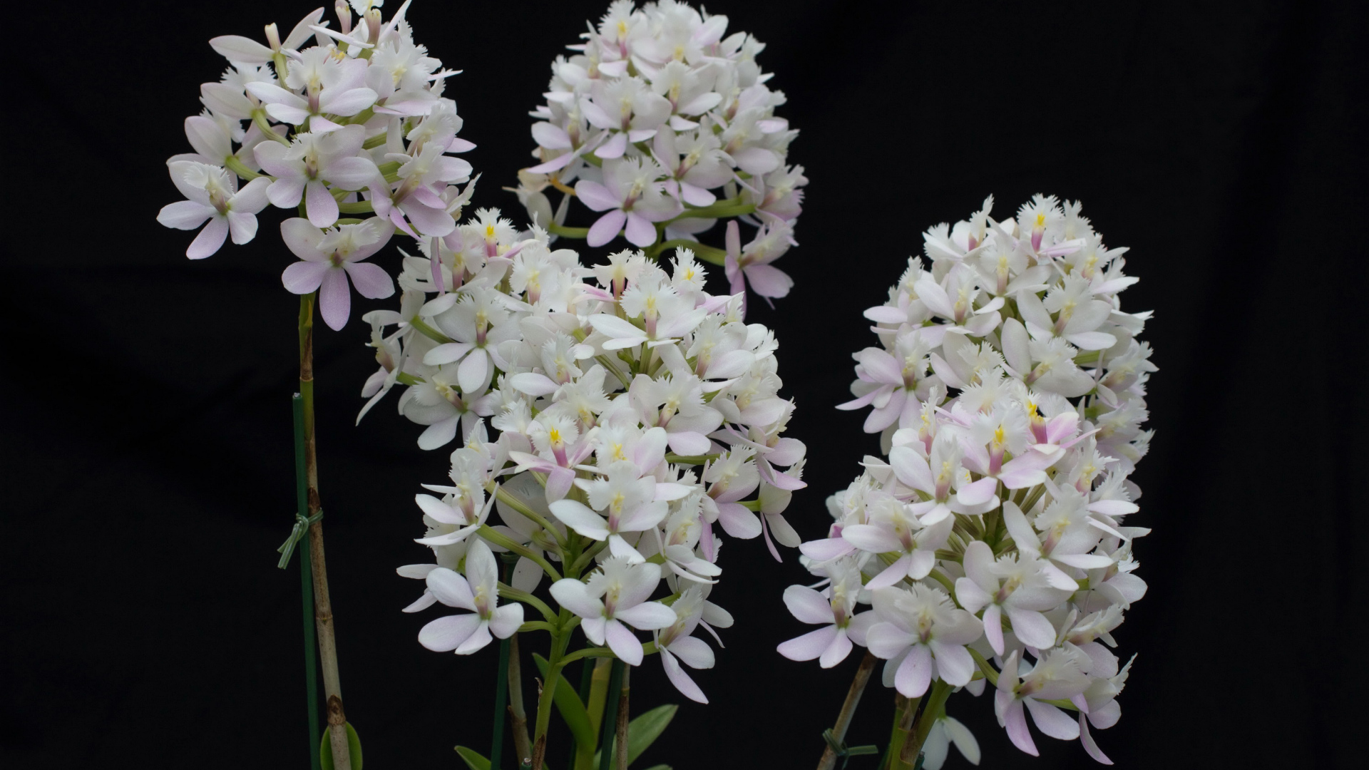 Необычные белые экзотические цветы орхидеи