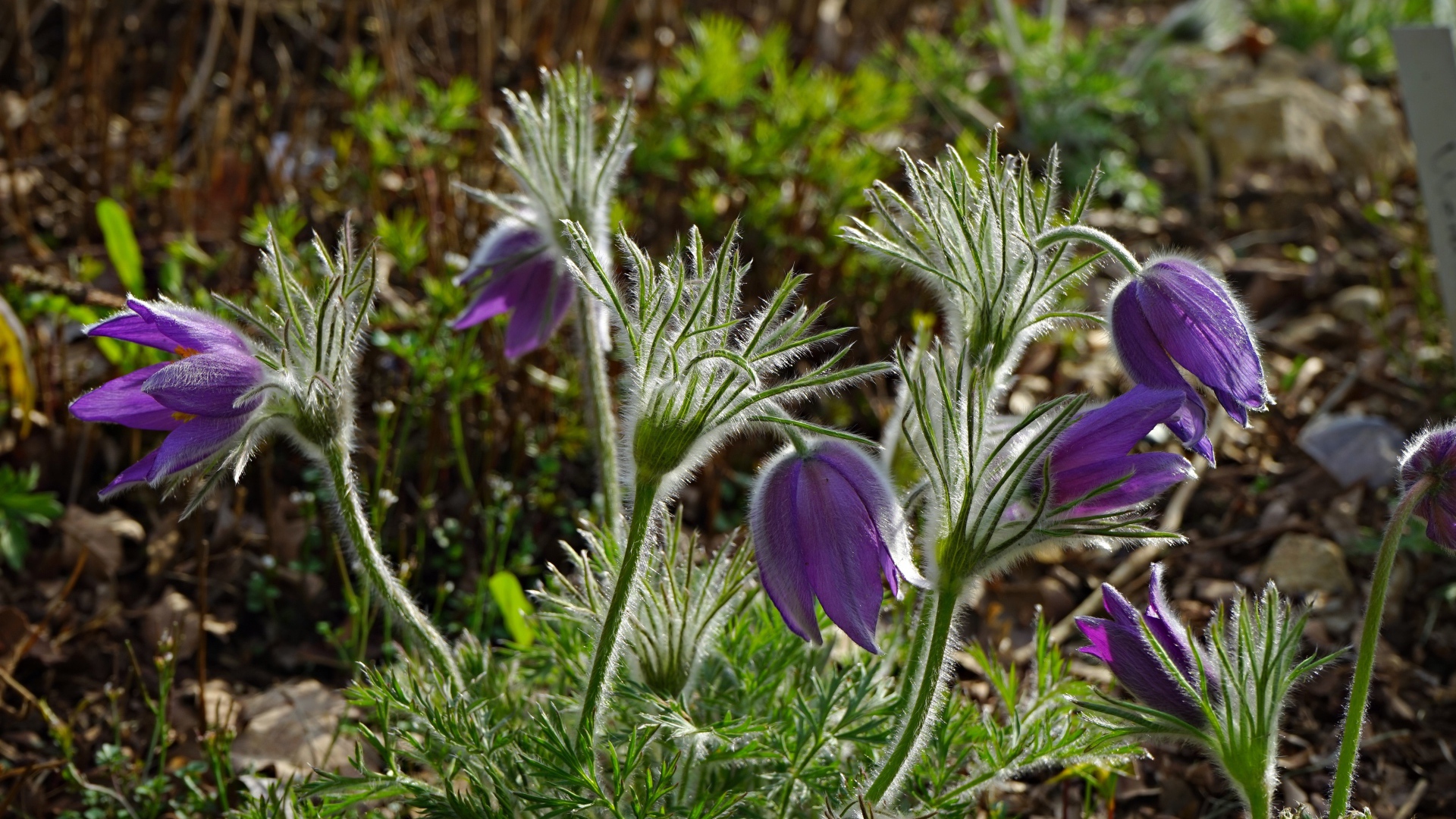 Фиолетовые весенние цветы прострел