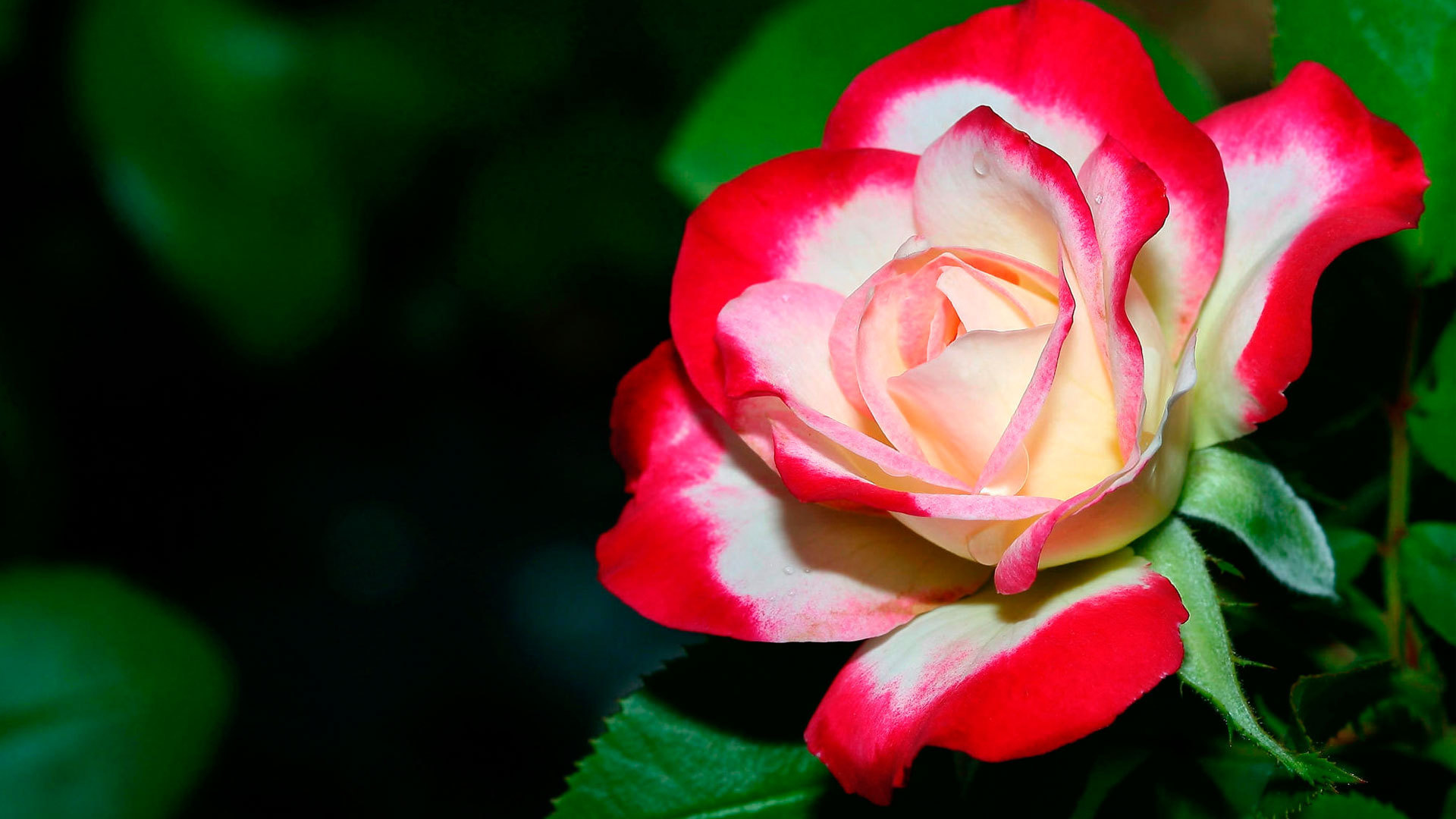 Бело- красная роза крупным планом 