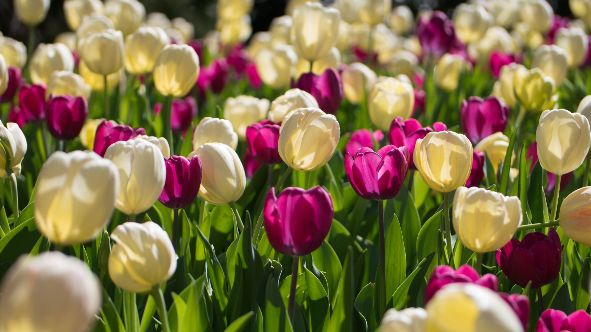 Белые и сиреневые тюльпаны в лучах солнца 