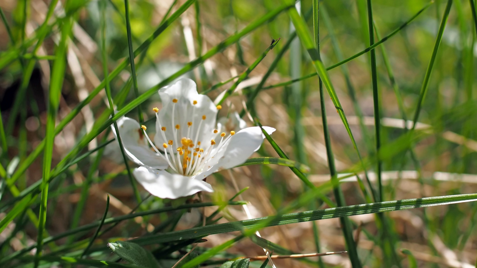 Белый нежный цветок в зеленой траве