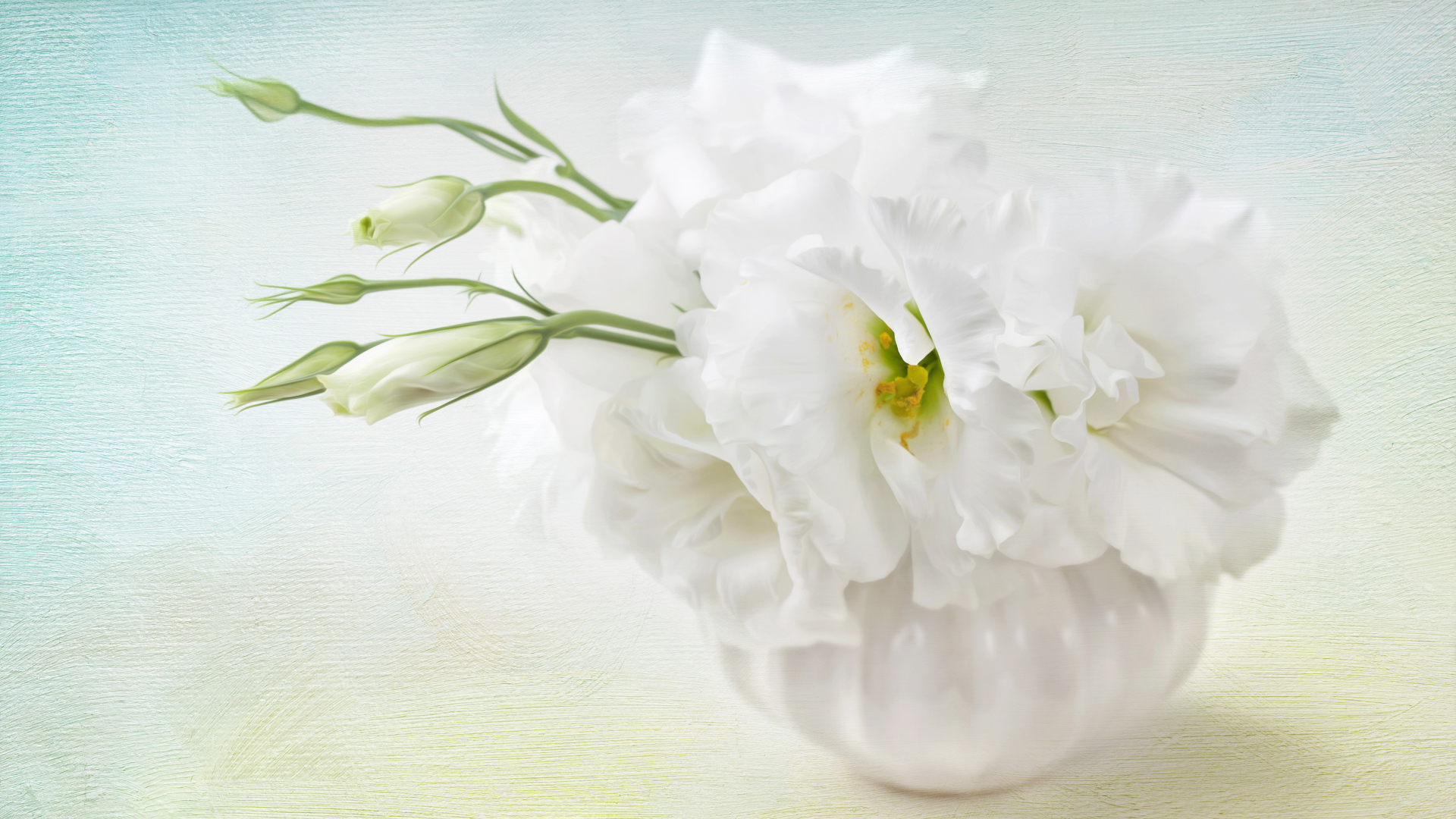Белый цветок эустома с бутонами 