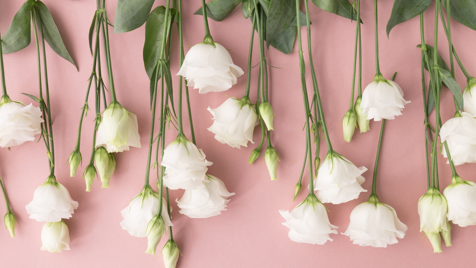 Белые цветы эустома на розовом фоне