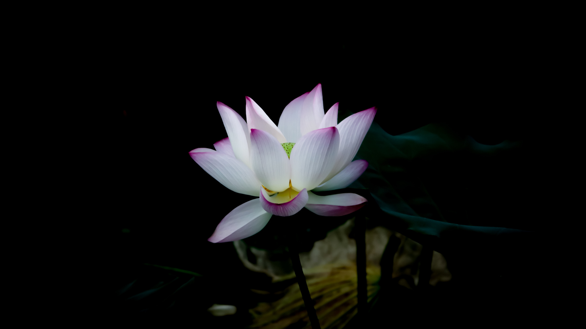 Белый цветок с сиреневыми лепестками на черном фоне