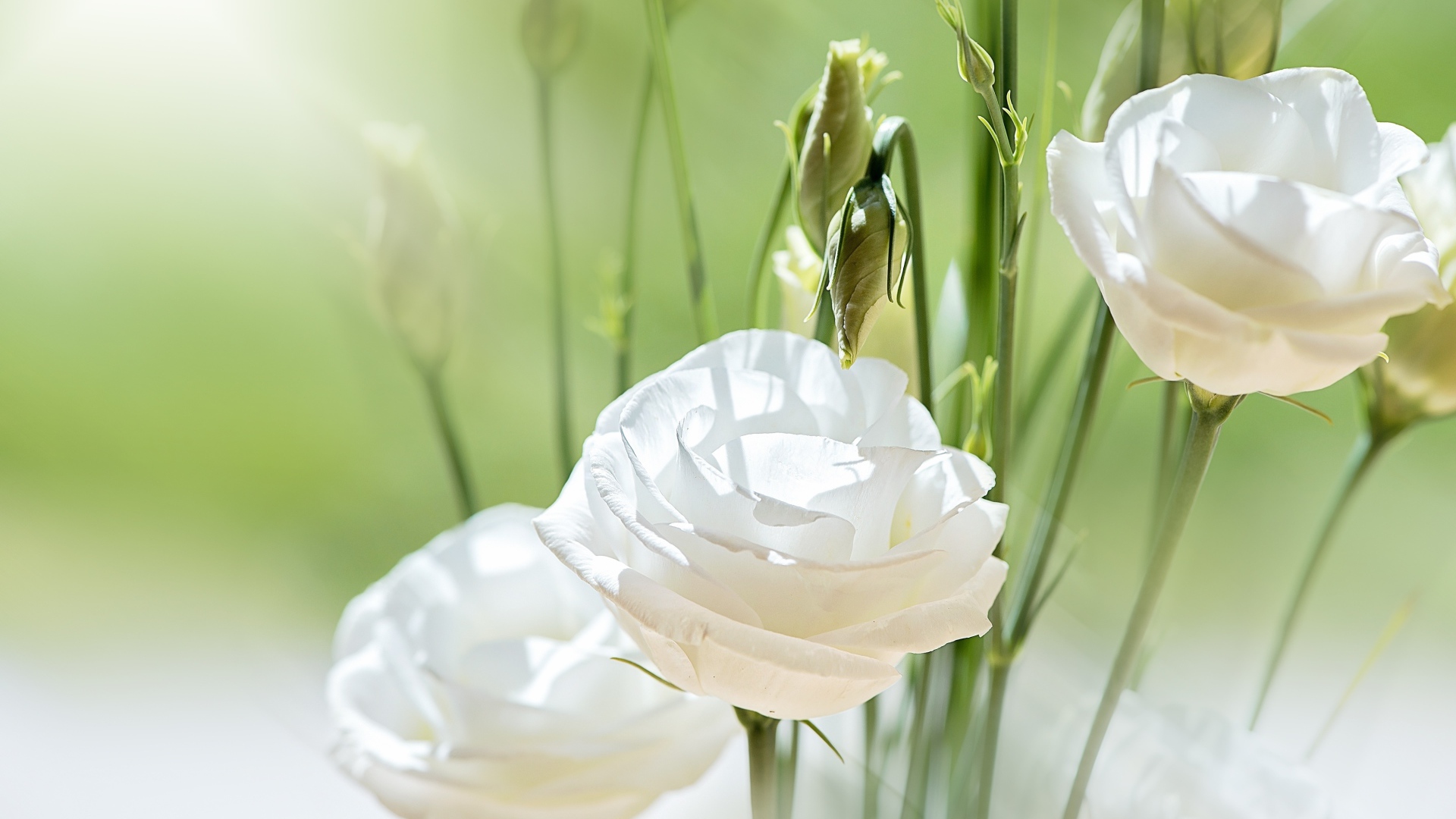 Белые цветы Эустома с бутонами в лучах солнца