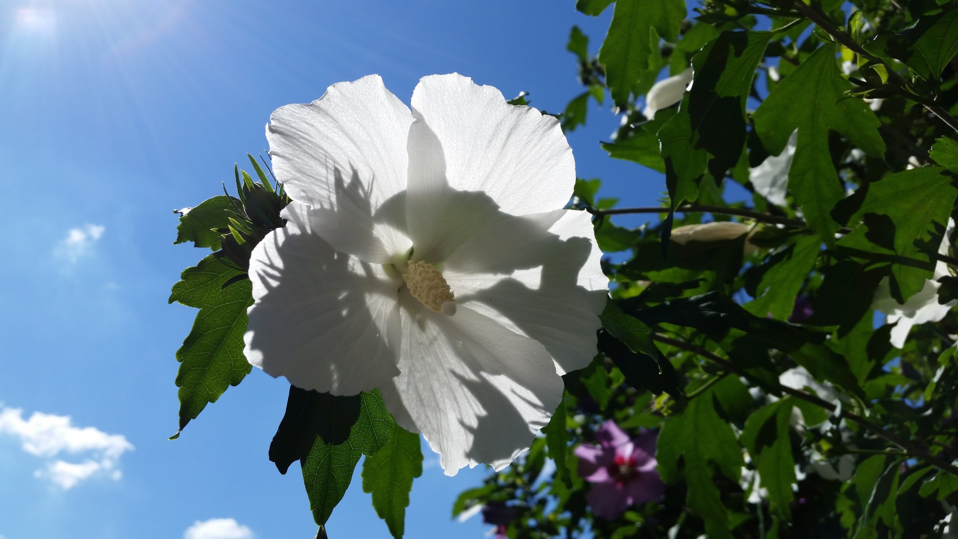 Белый цветок гибискуса на фоне голубого неба