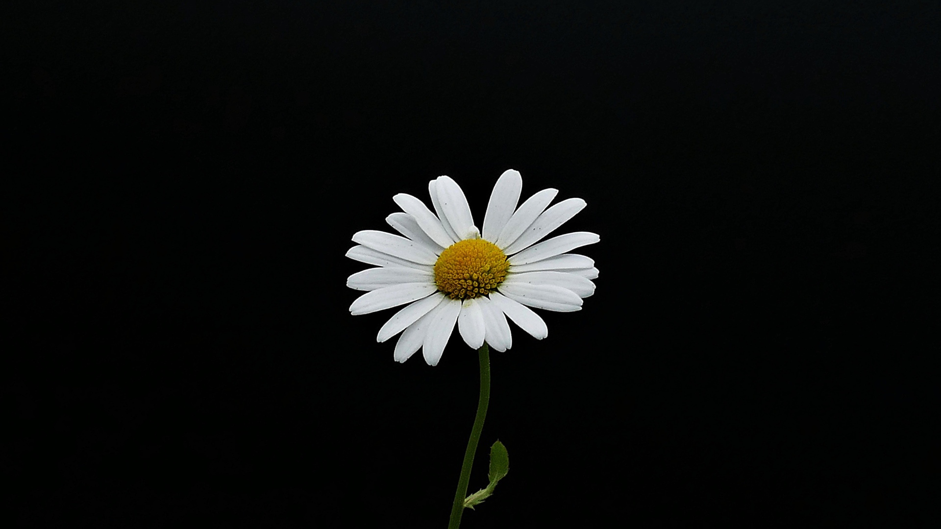 Белый одинокий цветок ромашки на черном фоне