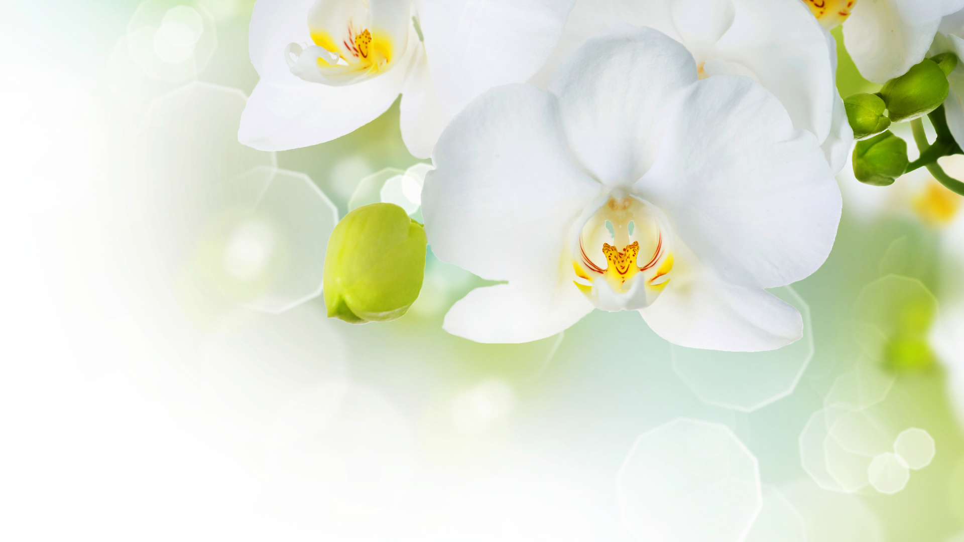 Белые орхидеи с бутонами на фоне с бликами