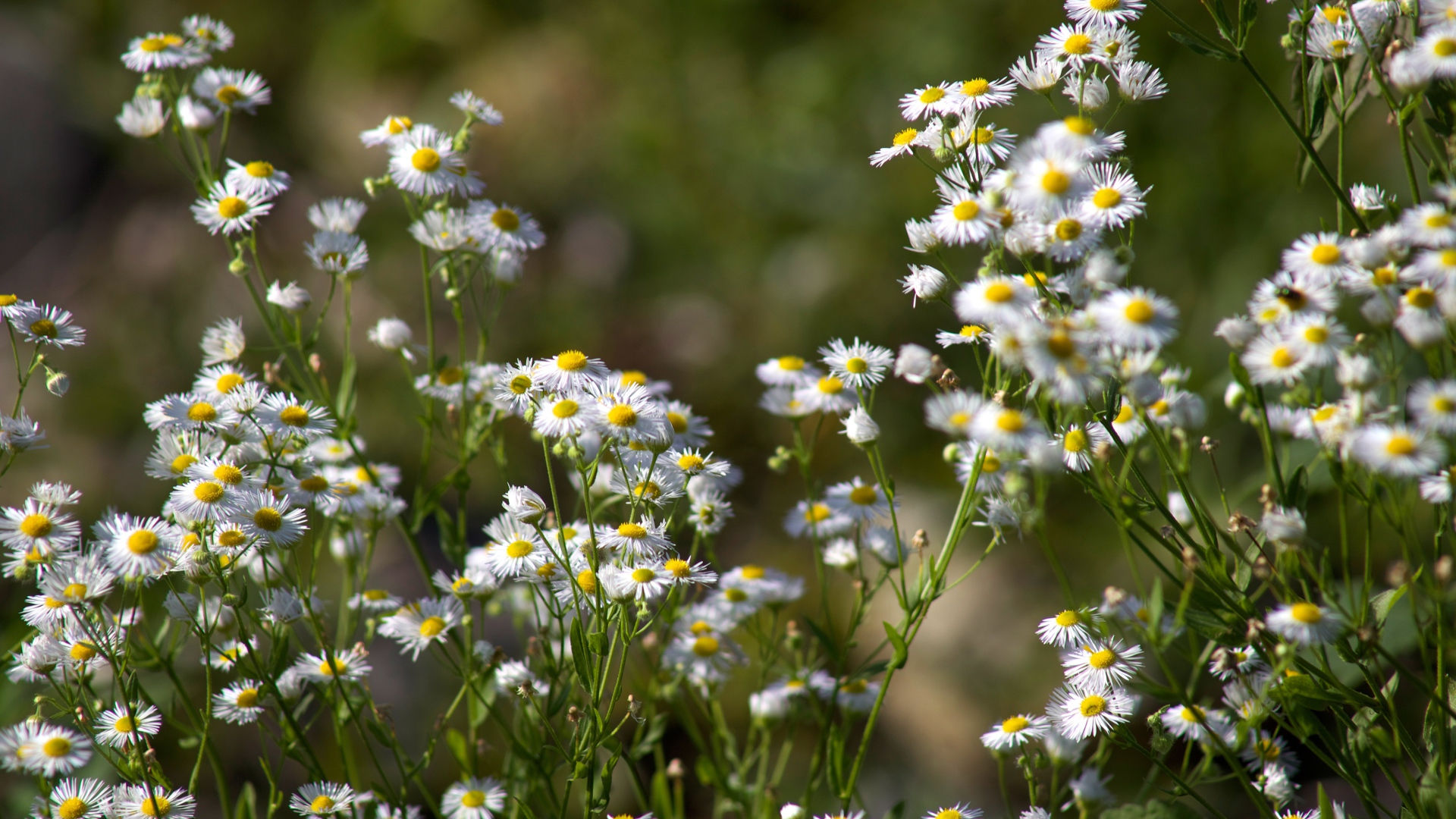 Белые мелкие ромашки крупным планом
