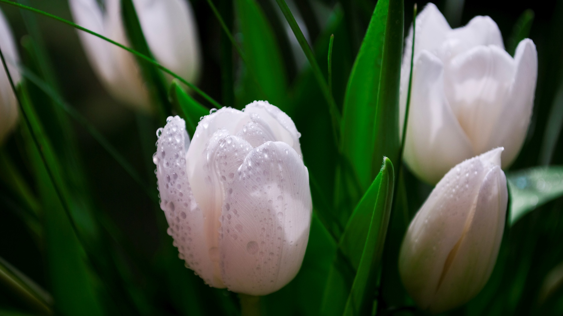 Белые тюльпаны в каплях розы 
