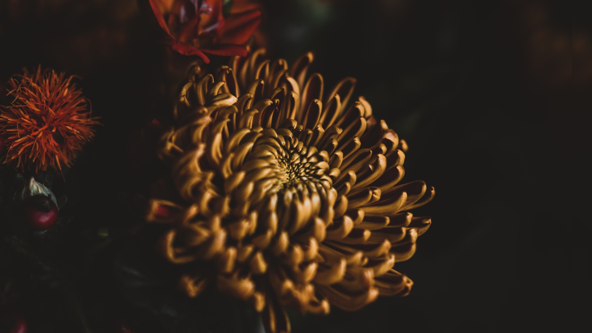 Yellow Chrysanthemum Flower Closeup