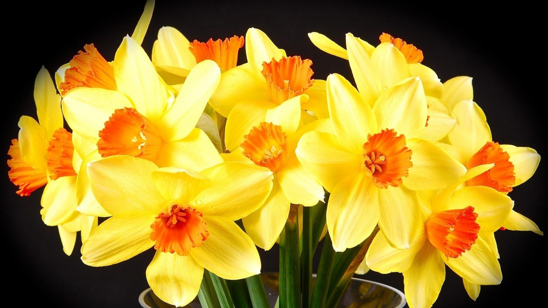 Желтые нарциссы в вазе на черном фоне
