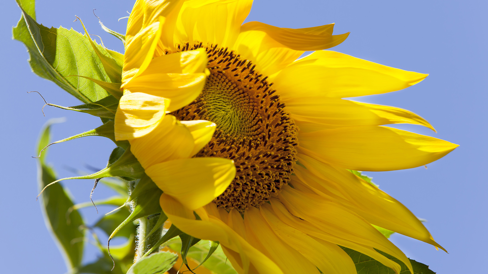 Желтый цветок подсолнуха на фоне голубого неба 