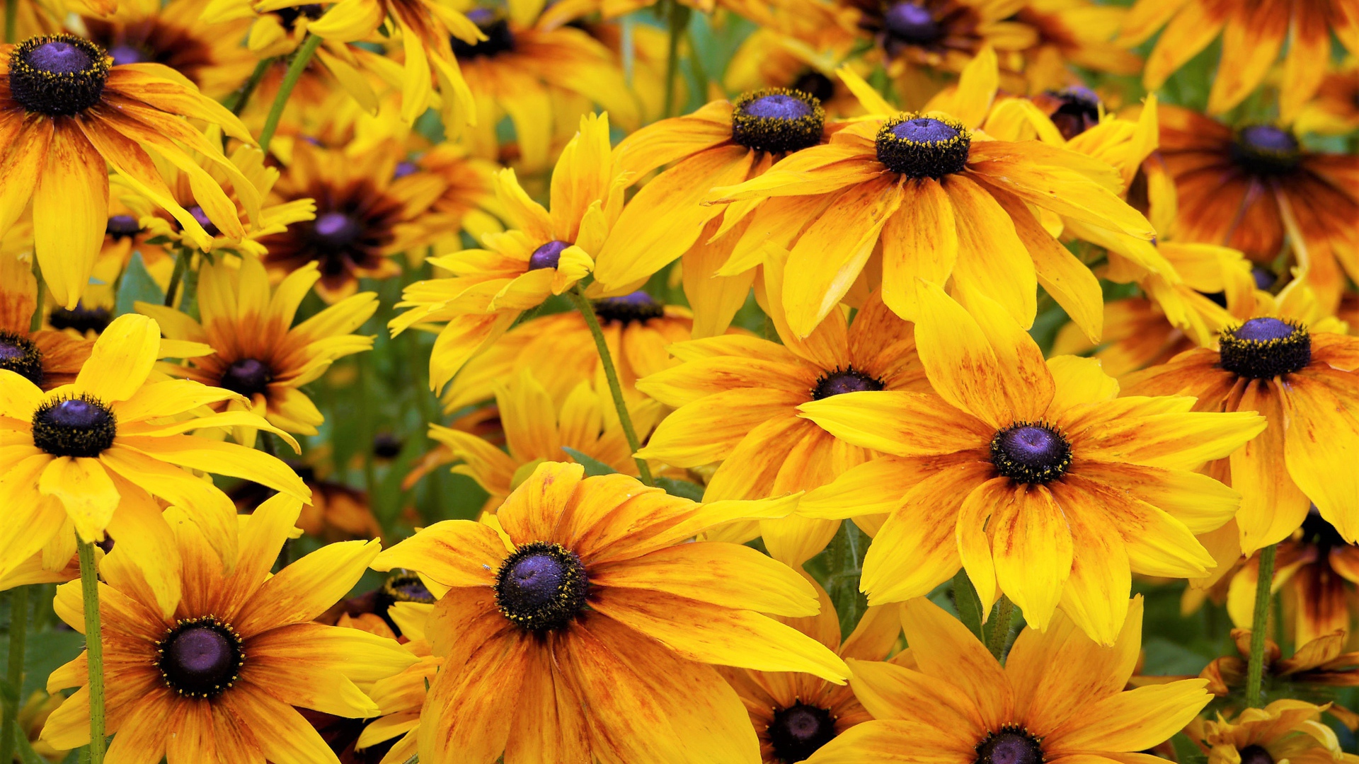 Желтые цветы рудбекии крупным планом