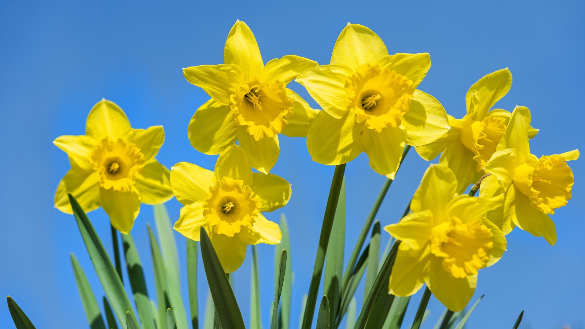 Желтые крупные нарциссы на фоне голубого неба 