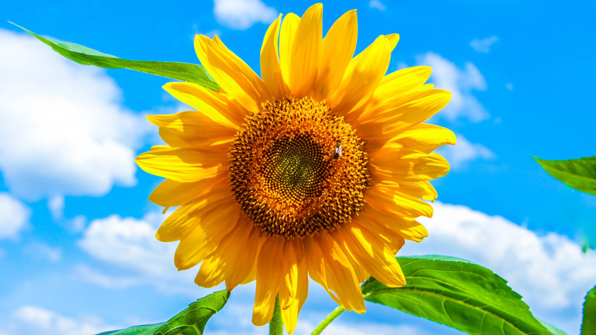 Желтый подсолнух на фоне голубого неба