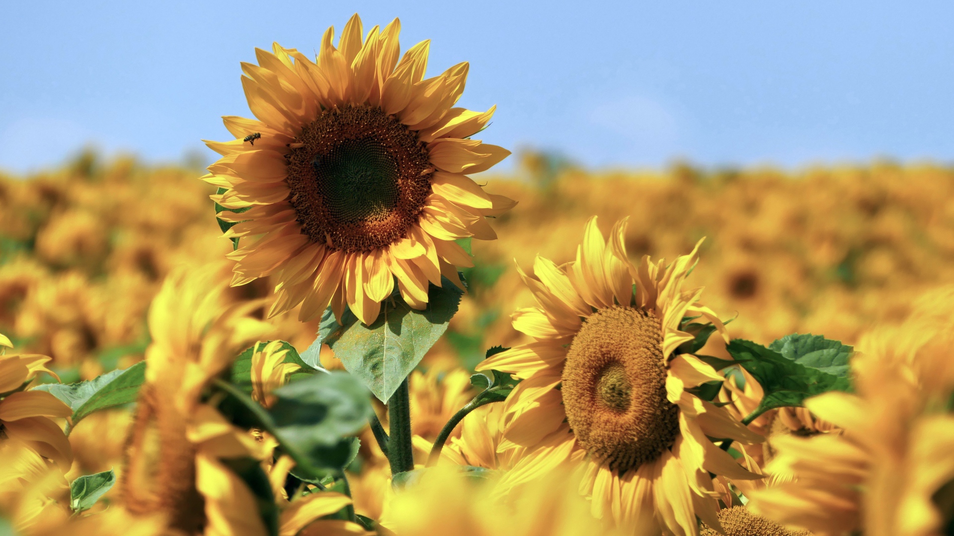 Желтые подсолнухи в поле под голубым небом