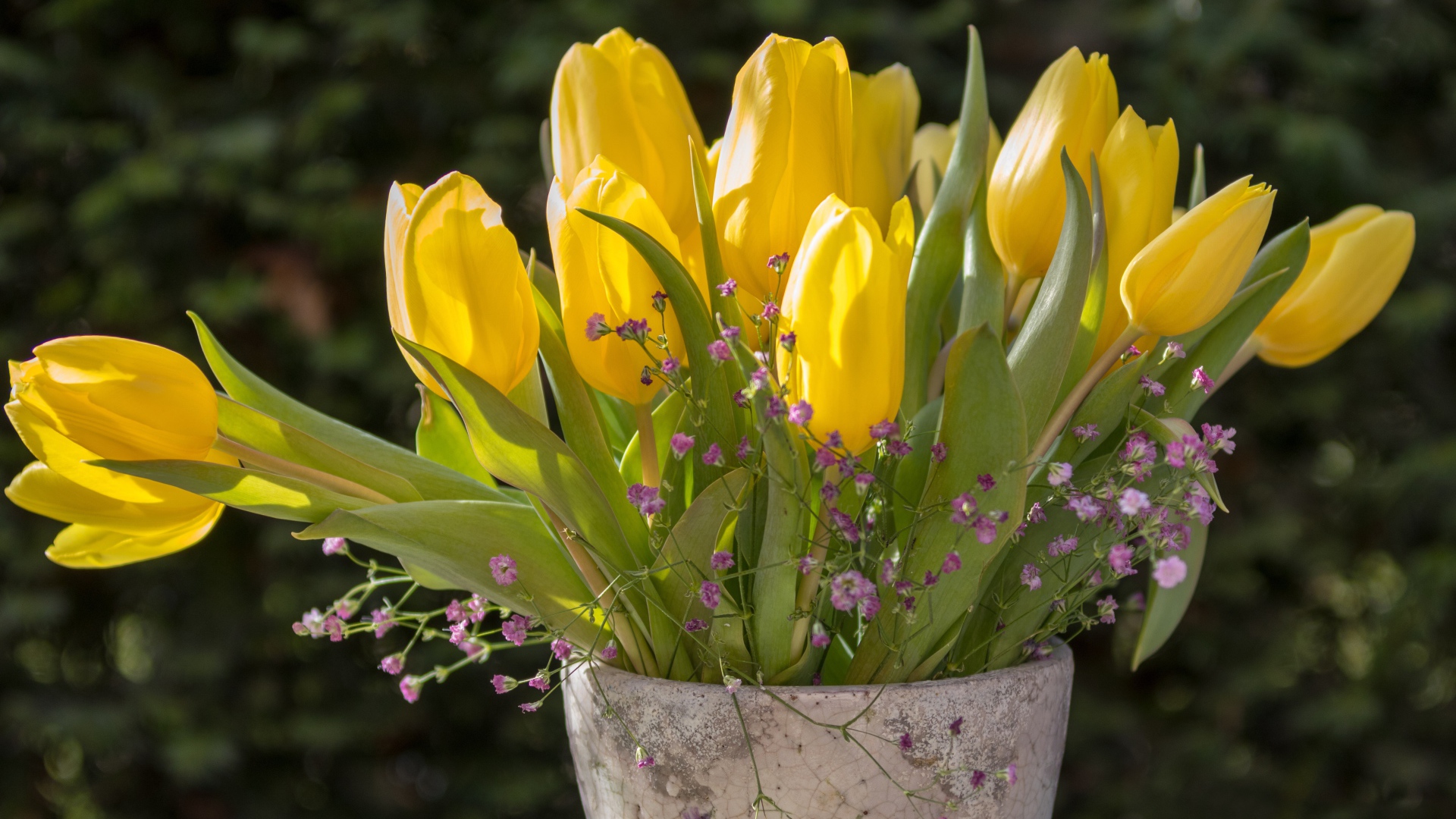 Желтые тюльпаны с цветами гипсофилы в вазе