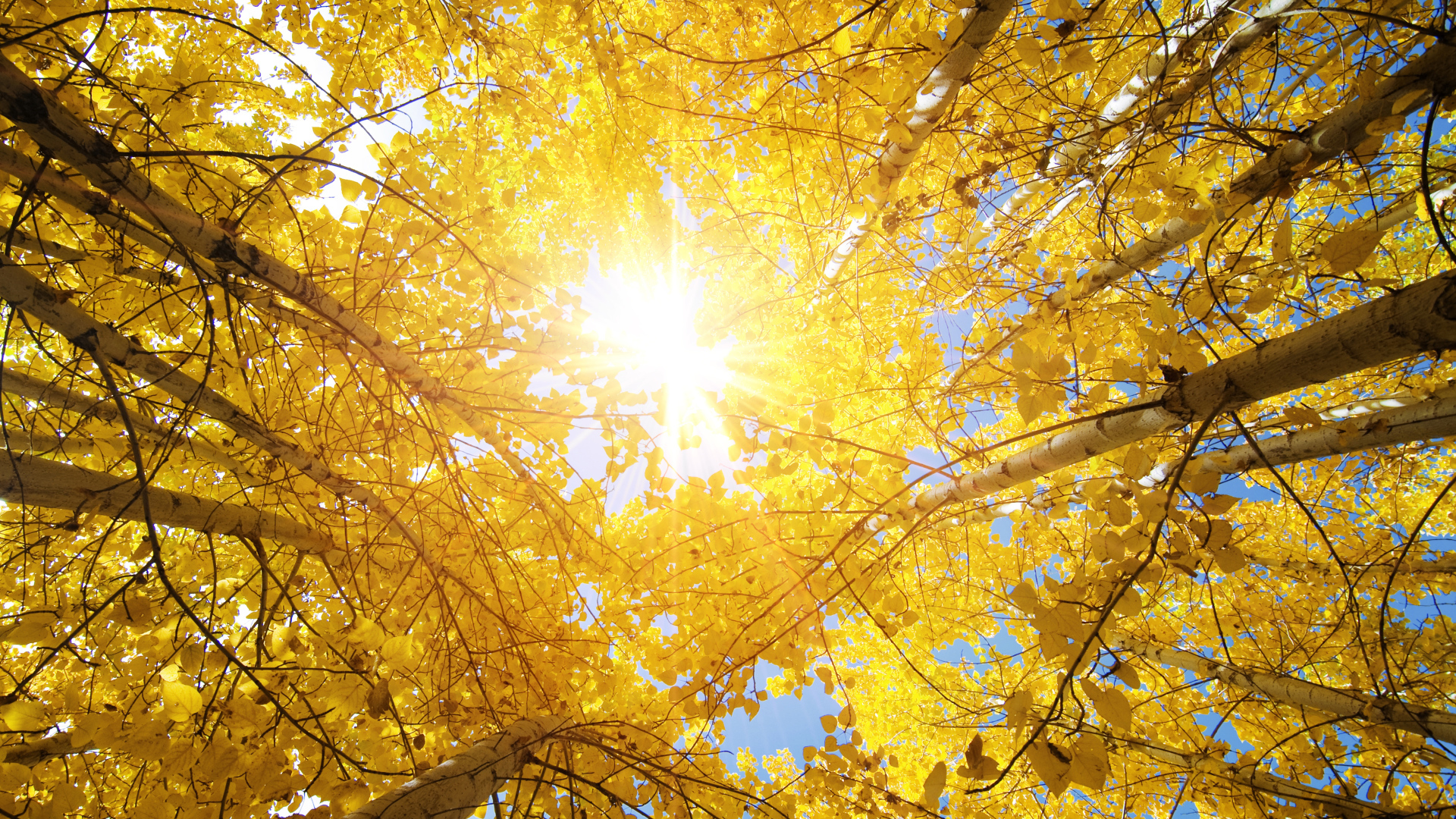 Яркое осеннее солнце пробивается сквозь желтые листья берез