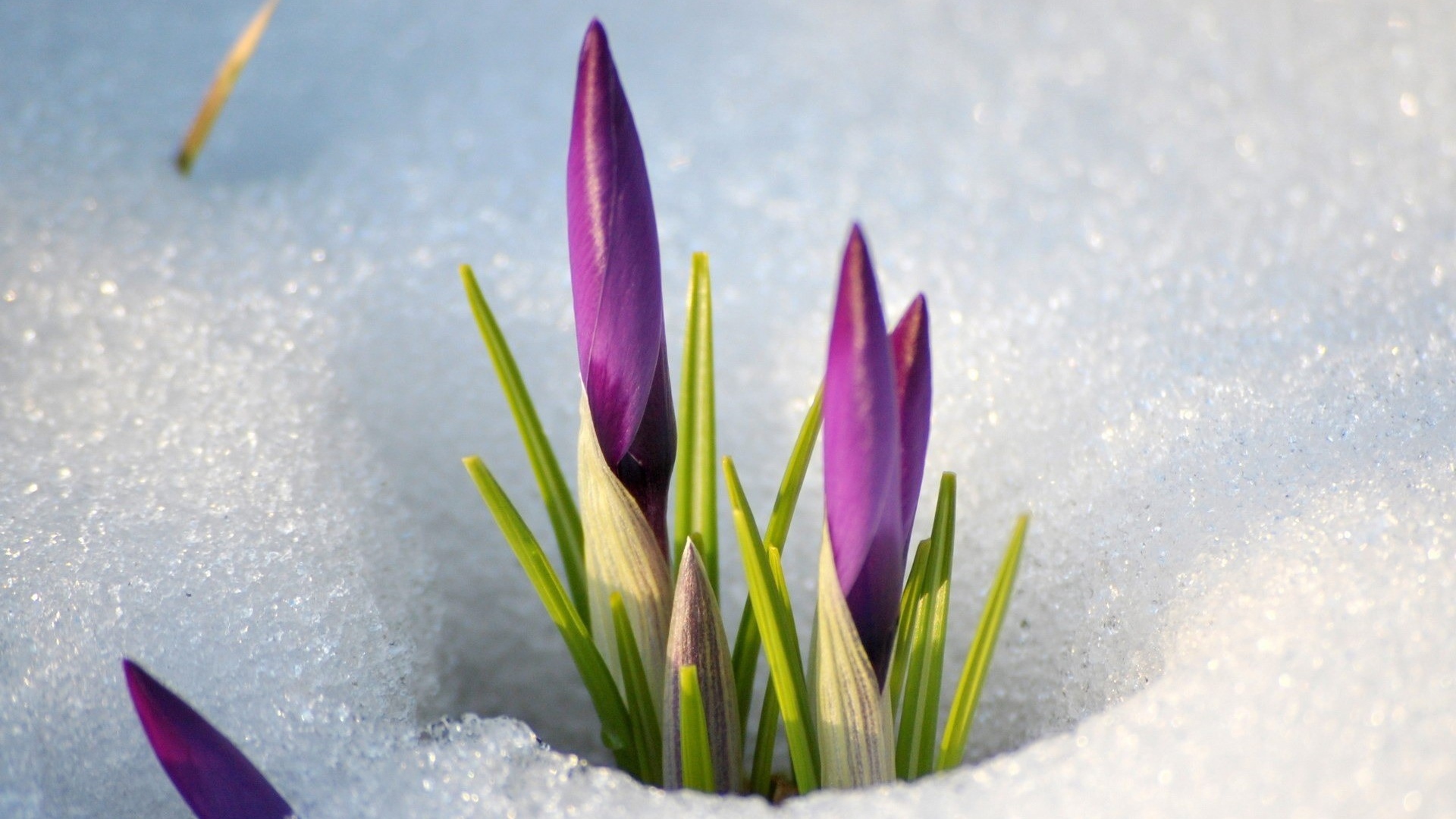Цветы крокуса пробиваются сквозь снег весной